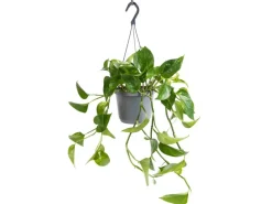 GROW by OBI Efeutute Aureum Topf-Ø ca. 17 cm Epipremnum Aureum