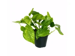 GROW by OBI Efeutute "Marble Green" Höhe ca. 20 cm Topf-Ø ca. 12 cm Scindapsus