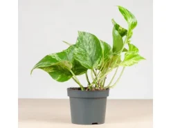 GROW by OBI Efeutute "Marble Green" Höhe ca. 20 cm Topf-Ø ca. 12 cm Scindapsus