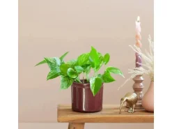 GROW by OBI Efeutute 