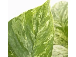 GROW by OBI Efeutute 