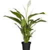 GROW by OBI Einblatt Sweet Silvio Topf Ø ca. 17 cm Spathiphyllum