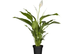 GROW by OBI Einblatt Sweet Silvio Topf Ø ca. 17 cm Spathiphyllum