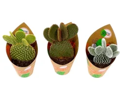 GROW by OBI Feigenkaktus Mix 3-fach sortiert Topf-Ø ca. 8,5 cm Opuntia