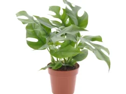 GROW by OBI Fensterblatt Höhe ca. 25-35 cm Topf Ø ca. 12 cm Monstera Minima