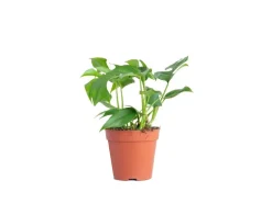 GROW by OBI Fensterblatt Höhe ca. 25-35 cm Topf Ø ca. 12 cm Monstera Minima