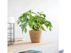 GROW by OBI Fensterblatt Höhe ca. 25-35 cm Topf Ø ca. 12 cm Monstera Minima