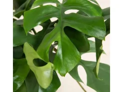 GROW by OBI Fensterblatt Höhe ca. 25-35 cm Topf Ø ca. 12 cm Monstera Minima