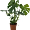 GROW by OBI Fensterblatt Höhe ca. 60-75 cm Topf Ø ca. 17 cm Monstera Deliciosa