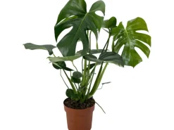 GROW by OBI Fensterblatt Höhe ca. 60-75 cm Topf Ø ca. 17 cm Monstera Deliciosa