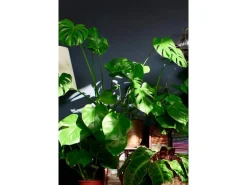 GROW by OBI Fensterblatt Höhe ca. 60-75 cm Topf Ø ca. 17 cm Monstera Deliciosa