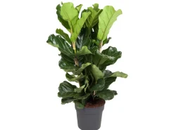 GROW by OBI Geigenfeige Höhe ca. 135 cm Topf Ø ca. 34 cm Ficus Lyrata