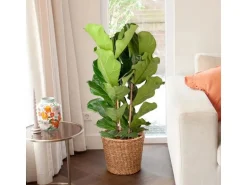 GROW by OBI Geigenfeige Höhe ca. 135 cm Topf Ø ca. 34 cm Ficus Lyrata