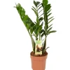 GROW by OBI Glücksfeder Höhe ca. 65 - 70 cm Topf Ø 17 cm Zamioculcas Zamiifolia