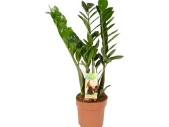 GROW by OBI Glücksfeder Höhe ca. 65 - 70 cm Topf Ø 17 cm Zamioculcas Zamiifolia