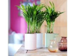 GROW by OBI Goldfruchtpalme Topf Ø ca. 12 cm Areca Dypsis Lutescens