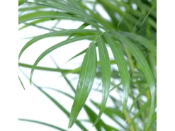 GROW by OBI Goldfruchtpalme Topf Ø ca. 12 cm Areca Dypsis Lutescens