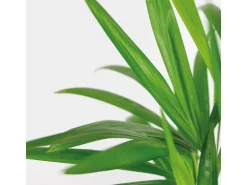 GROW by OBI Goldfruchtpalme Topf Ø ca. 12 cm Areca Dypsis Lutescens