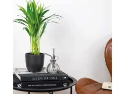 GROW by OBI Goldfruchtpalme Topf Ø ca. 12 cm Areca Dypsis Lutescens