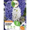 GROW by OBI Hyazinthen Mischung 6 Stück Hyacinthus Mix