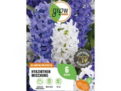 GROW by OBI Hyazinthen Mischung 6 Stück Hyacinthus Mix