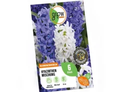 GROW by OBI Hyazinthen Mischung 6 Stück Hyacinthus Mix