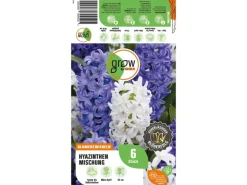 GROW by OBI Hyazinthen Mischung 6 Stück Hyacinthus Mix