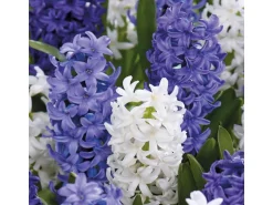 GROW by OBI Hyazinthen Mischung 6 Stück Hyacinthus Mix