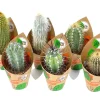 GROW by OBI Kakteen Saeulen 6-fach sortiert Topf-Ø ca. 5,5 cm