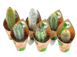 GROW by OBI Kakteen Saeulen 6-fach sortiert Topf-Ø ca. 5,5 cm