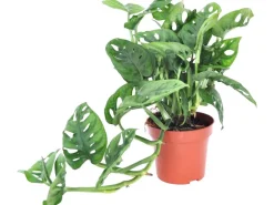 GROW by OBI Lochpflanze Leichtlinii Topf Ø ca. 12 cm Monstera Adansonii