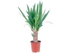 GROW by OBI Palmlilie 1er Stamm Topf Ø ca. 11 cm Yucca Elephantipes