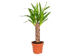 GROW by OBI Palmlilie 1er Stamm Topf Ø ca. 11 cm Yucca Elephantipes