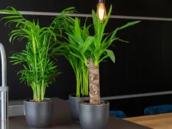 GROW by OBI Palmlilie 1er Stamm Topf Ø ca. 11 cm Yucca Elephantipes