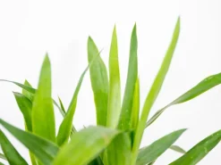 GROW by OBI Palmlilie 1er Stamm Topf Ø ca. 11 cm Yucca Elephantipes