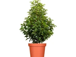 GROW by OBI Portugiesischer Kirschlorbeer Höhe ca. 80-100cm Topf ca.7,5 l Prunus