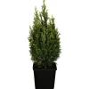 GROW by OBI Scheinzypresse "Snow White" Höhe ca. 20-30 cm Topf ca.2 l