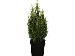 GROW by OBI Scheinzypresse "Snow White" Höhe ca. 20-30 cm Topf ca.2 l
