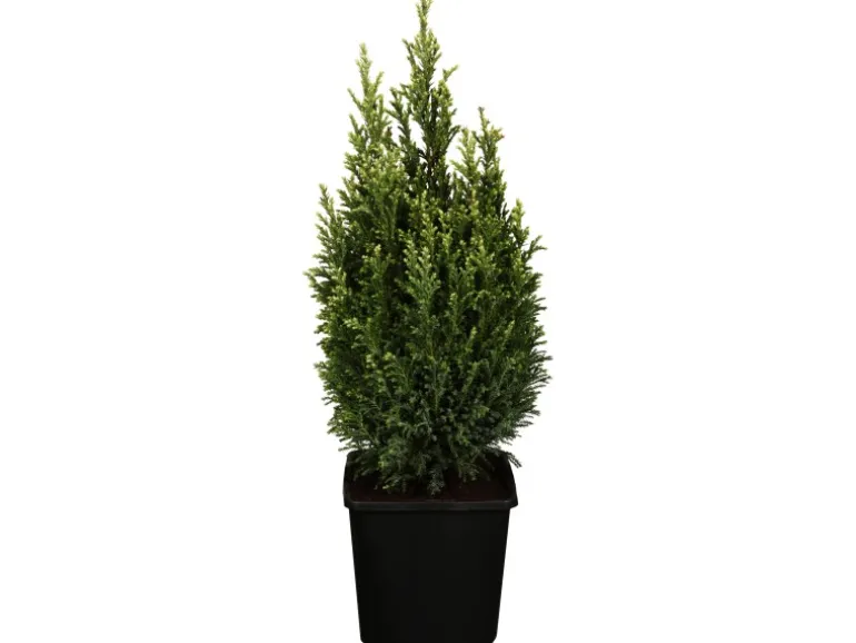 GROW by OBI Scheinzypresse "Snow White" Höhe ca. 20-30 cm Topf ca.2 l