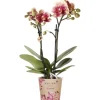 GROW by OBI Schmetterlingsorchidee Spain Höhe 35-40 cm Topf Ø 9 cm Phalaenopsis
