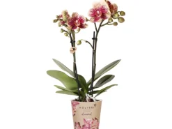 GROW by OBI Schmetterlingsorchidee Spain Höhe 35-40 cm Topf Ø 9 cm Phalaenopsis