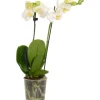 GROW by OBI Schmetterlings-Orchidee 2-Trieber Weiß Topf Ø ca. 9 cm Phalaenopsis