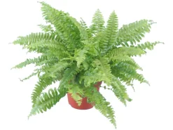 GROW by OBI Schwertfarn Topf Ø ca. 12 cm