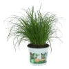 GROW by OBI Vitalfutter Katzengras Topf-Ø ca. 12 cm Cyperus alternifolius zumula