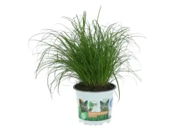 GROW by OBI Vitalfutter Katzengras Topf-Ø ca. 12 cm Cyperus alternifolius zumula
