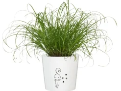 GROW by OBI Vitalfutter Katzengras Topf-Ø ca. 12 cm Cyperus alternifolius zumula