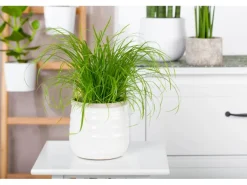 GROW by OBI Vitalfutter Katzengras Topf-Ø ca. 12 cm Cyperus alternifolius zumula