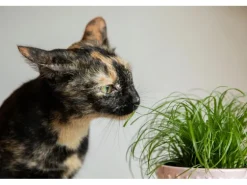 GROW by OBI Vitalfutter Katzengras Topf-Ø ca. 12 cm Cyperus alternifolius zumula