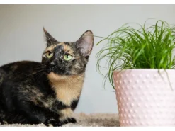 GROW by OBI Vitalfutter Katzengras Topf-Ø ca. 12 cm Cyperus alternifolius zumula