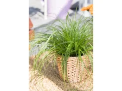 GROW by OBI Vitalfutter Katzengras Topf-Ø ca. 12 cm Cyperus alternifolius zumula